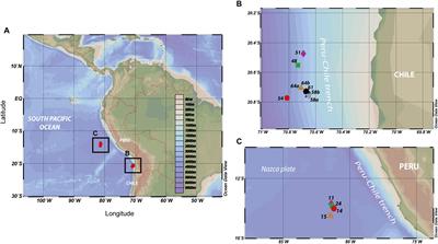 Archaeal Sources of Intact Membrane Lipid Biomarkers in the Oxygen Deficient Zone of the Eastern Tropical South Pacific